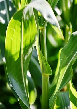 Cultivation of corn