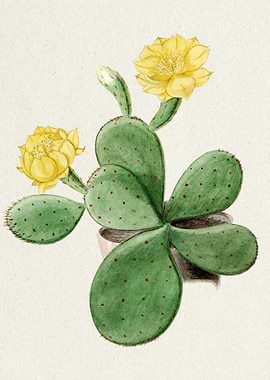 Eastern Prickly Pear Cacti