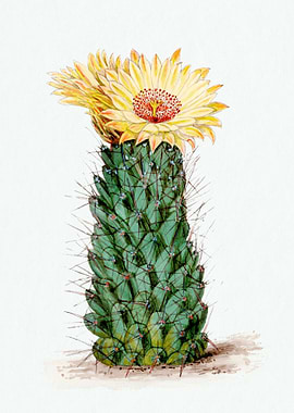 Beehive Cactus