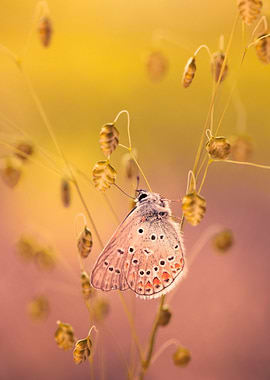 Summer butterfly