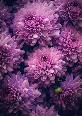 Chrysanthemum Pink V2