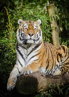 Tiger Lying on Brown Tree