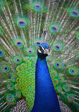 A Peacock