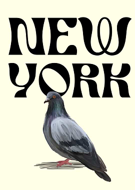 New York pigeon