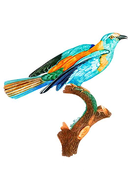 Abyssinian Roller