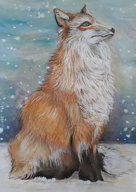 Red Fox in northern winter