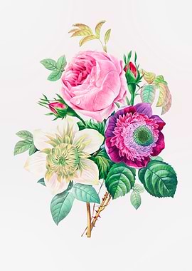 Anemone and Cabbage Rose