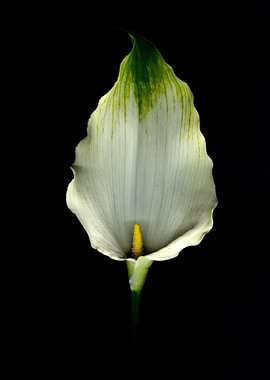 White and Green Laceleaf