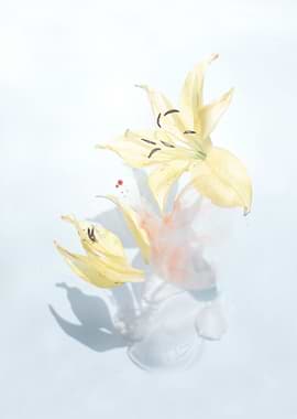 Blooming Yellow Flowers