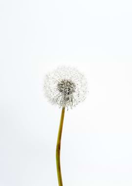 White Dandelion