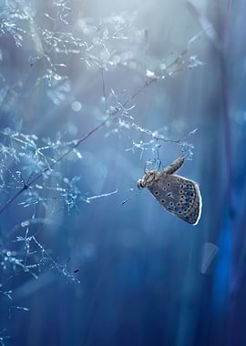 Blue icarus butterfly, lea