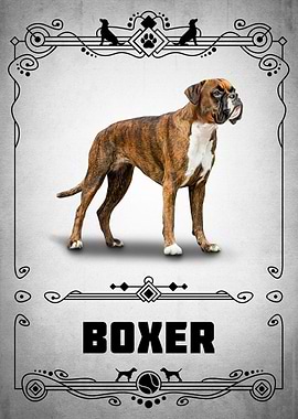 Boxer