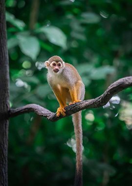 a Monkey