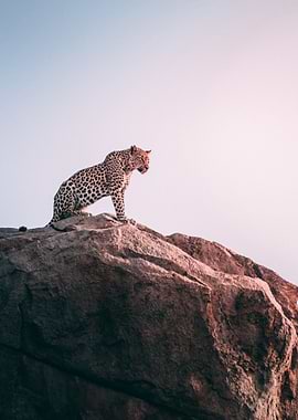 Leopard On Top