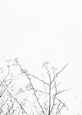 White Cherry Blossoms