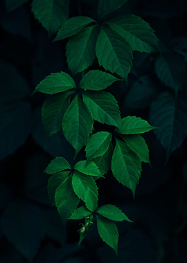 Green Leafed Plant