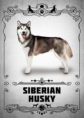 Siberian Husky