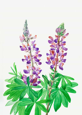 Lupine Lupinus fornosus