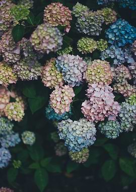 Multicolored Flowers