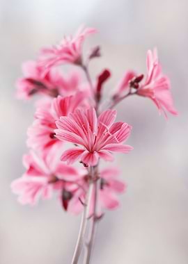 Pink flowers