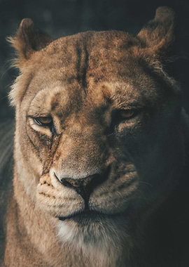 A close up of a Lion