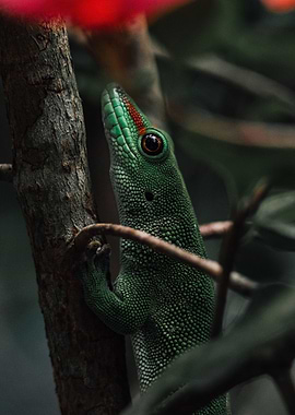 Green Lizard