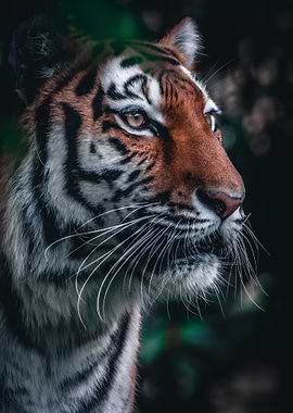 Tiger in Close up