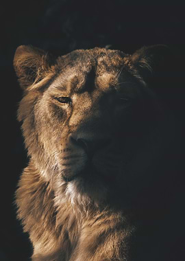 Lion in the Dark