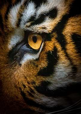 Eye Tiger