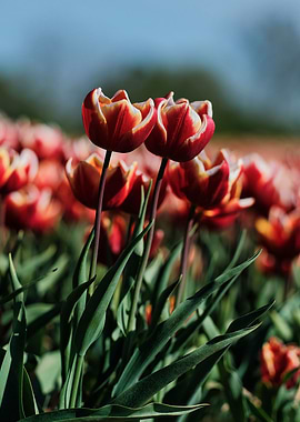 Endless Field Of Tulips