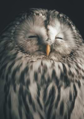 Owl Sleepy