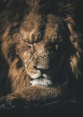 Brown Lion