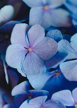 Purple Petaled Flowers