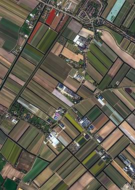 Bussy as Bees in Holland