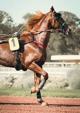 horse race