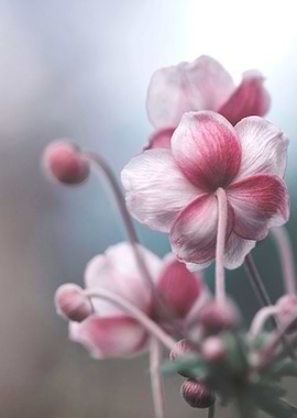 Pink Anemone