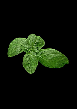 Basili Leaves