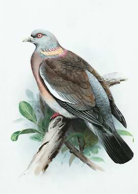 Wood Pigeon