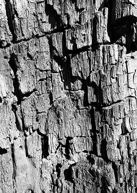 Wood Tree Trunk Pattern