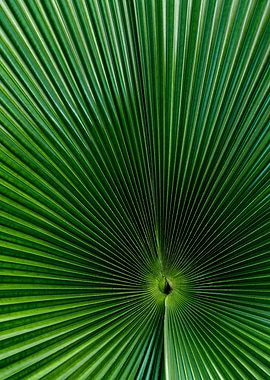 Fan Palm Leaf