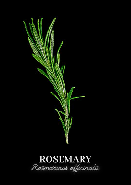 Rosemary Plant