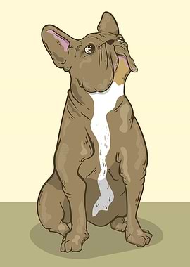 Brown French bulldog