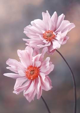 Pink Anemone