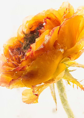 Yellow red rose in ice 3