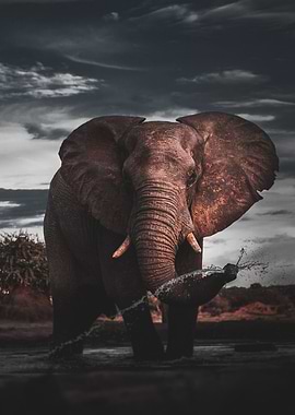 Nature Wild Elephant