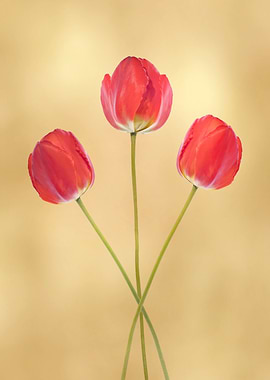 Three red tulips