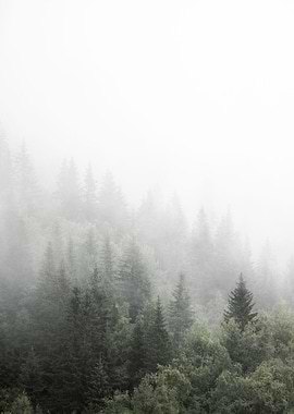 Foggy Forest