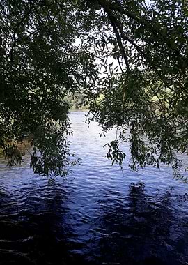 Willow by the blue river