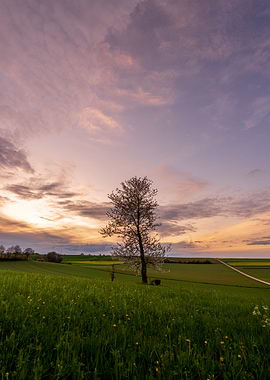 Sunset tree in spring