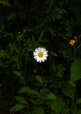 White Daisy Flower